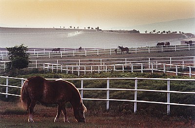 karacabey horse farm