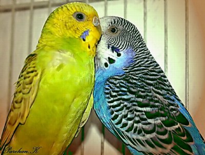 images of love birds kissing. Kissing Birds.