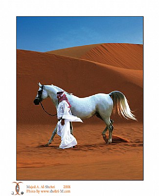 arabian horses wallpaper. hot arabian horse wallpaper.